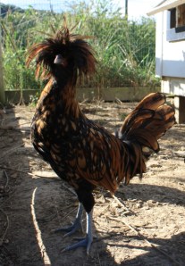 Golden Polish Rooster