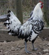 Hamburg Rooster