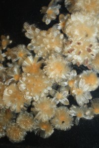 detail Milkweed Wreath in Shadow Box  Maker Unknown ca. 1890-1905 Probably Berks or Montgomery County