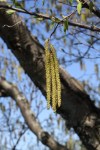 Birch Catkin